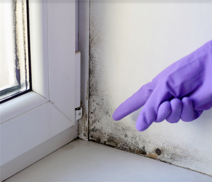 a person pointing to mold growing by a window